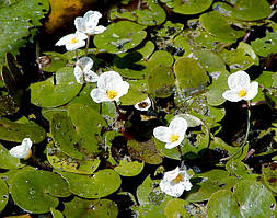 Водокрас звичайний, або жаб'ячий.