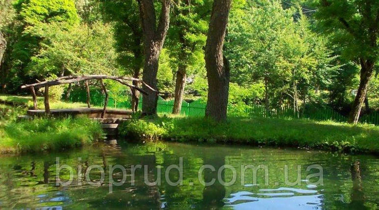 Рибний ставок., фото 1