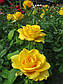 Саджанці троянди Керио, фото 2