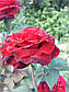 Саджанці троянди Норита, фото 4