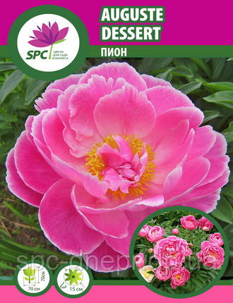 Півонія трав'яниста Auguste Dessert