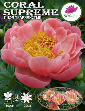 Півонія трав'янистий Coral Supreme