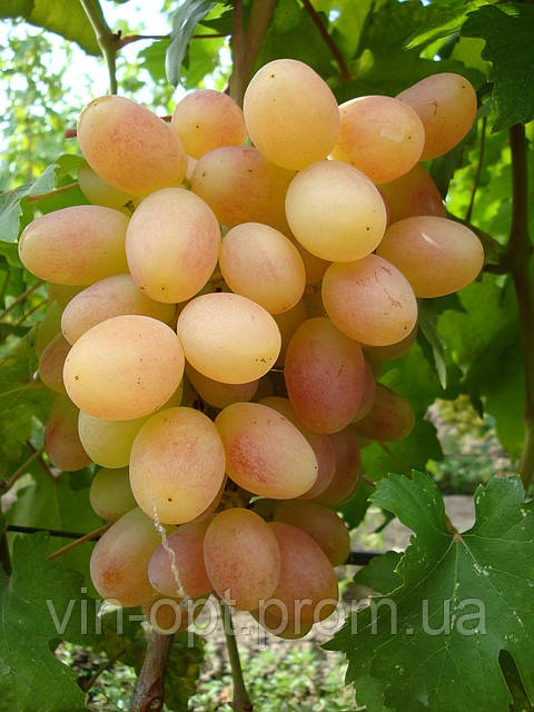 Саджанці винограду селекції Калугіну