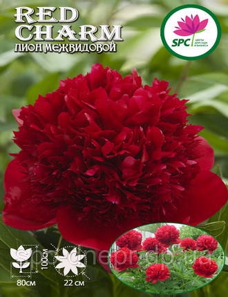 Півонія трав'яниста Red Charm