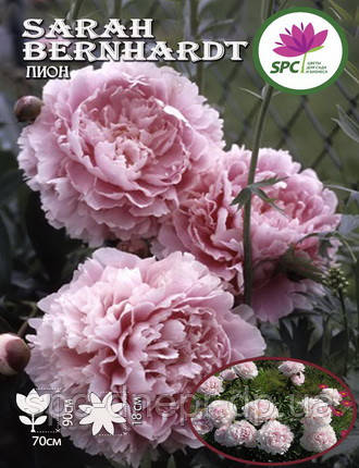 Півонія трав'яниста Sarah Bernhardt