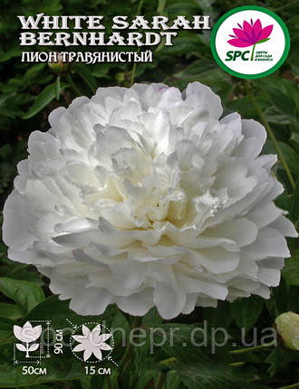 Півонія трав'яниста White Sarah Bernhardt, фото 2