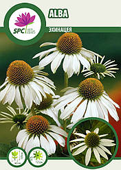 Ехінацея Alba