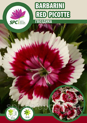 Гвоздика Barbarini Red Picotee, фото 2