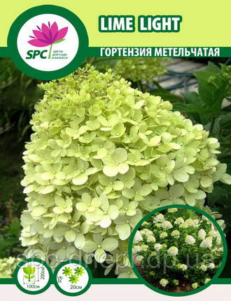 Гортензія волотиста Lime Light