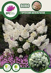 Гортензія волотиста Bobo