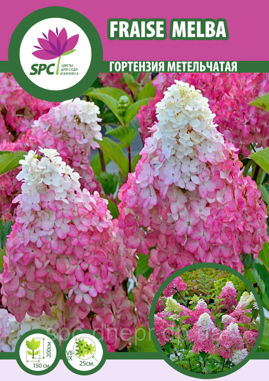 Гортензія волотиста Fraise Melba