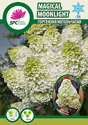 Гортензія волотиста Magical Moonlight