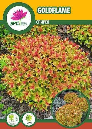 Спірея Goldflame, фото 2