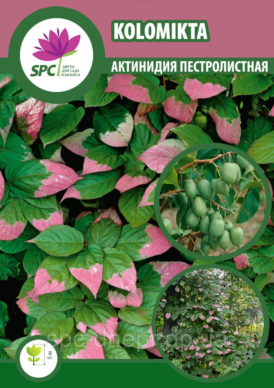 Актинідія Kolomikta (дівчинка)