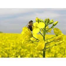 Насіння озимового ріпаку Грім