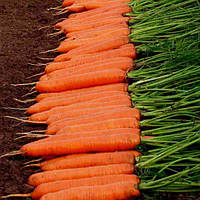 Морковь Монанта / Monanta 50 грамм, (Rijk Zwaan)