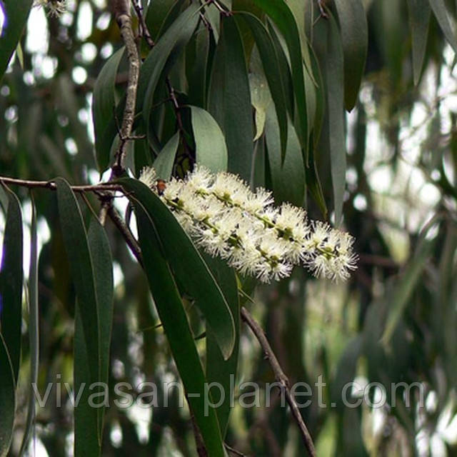 Чайное дерево chaynoe derevo