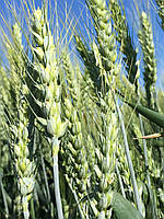 Насіння пшениця стягується сортом АМПЕР Еліта Луганського Інституту Селекції та Технологій