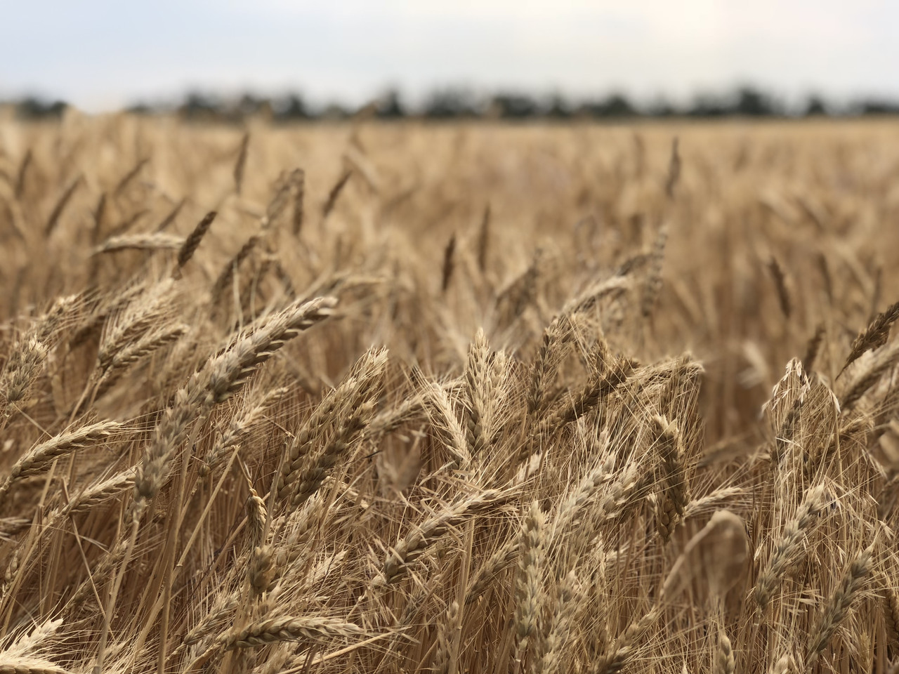 Сорт пшениці озимий РУРАВКА ОДІЙНА еліта стійка до екстремальної погоди