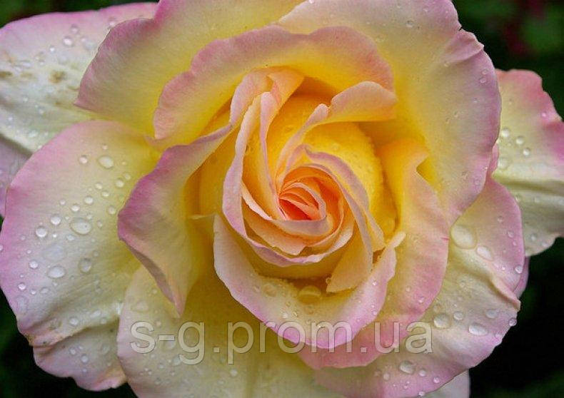 Троянда чайно-гібридна Глорія Дей (роза Peace, Gioia, Gloria Dei, Mme Antoine Meilland) - фото 2 - id-p1005004294