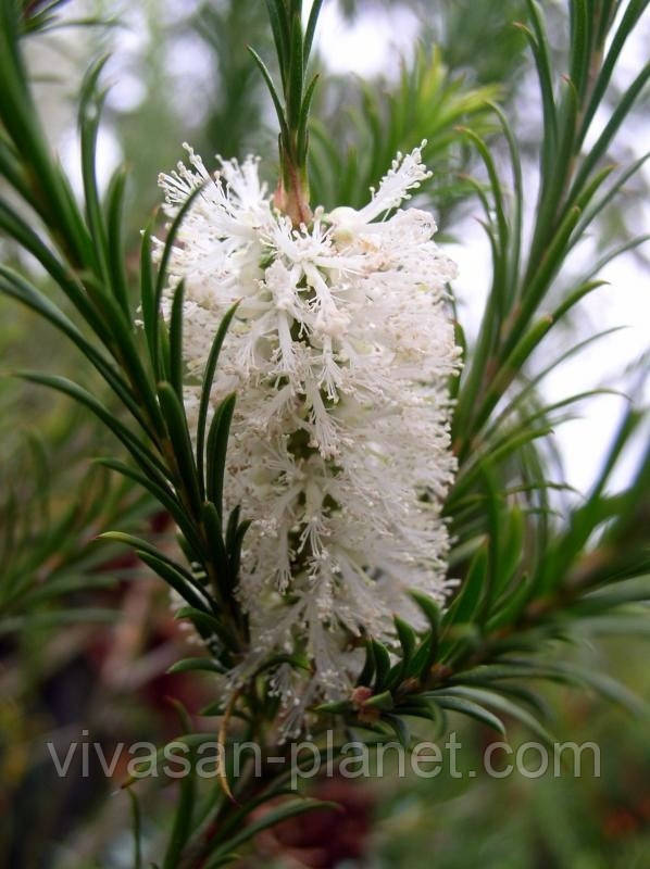 Розалина (Melaleuca Ericafolia) Розалина (Melaleuca Ericafolia)