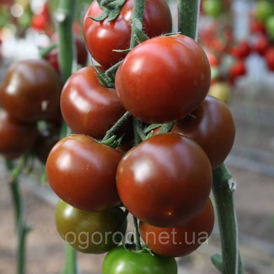 KS 3900 F1 насіння томату чорного Kitano 100 шт