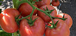 Кібо F1 10 шт. насіння томата високорослого рожевого Kitano, фото 2