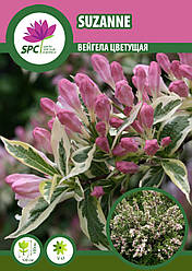 Вейгела Suzanne