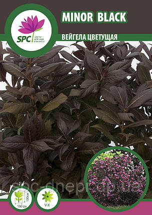 Вейгела Minor Black, фото 3