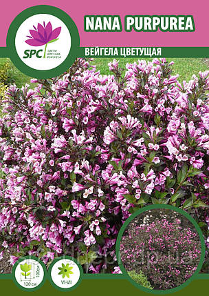 Вейгела Nana Purpurea, фото 2