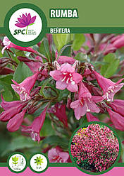 Вейгела Rumba
