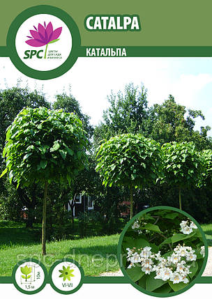 Катальпа Catalpa, фото 1