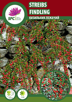 Кизильник лежачий Streibs Findling, фото 2