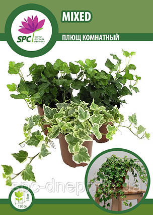 Плющ кімнатний(суміш), фото 1