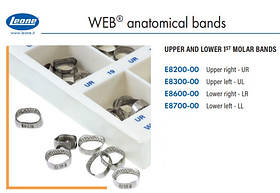 Бандажне кільце WEB без замків на перші моляри, Leone (Леоне) верх право 06 UR