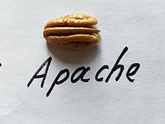 Пекан "Апачі" (Apache)