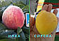 Персик і нектарин + Абрикос, фото 3