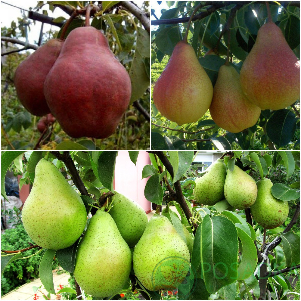 Дерево сад груша (Кіргізська зимова, 54брьська)., фото 1