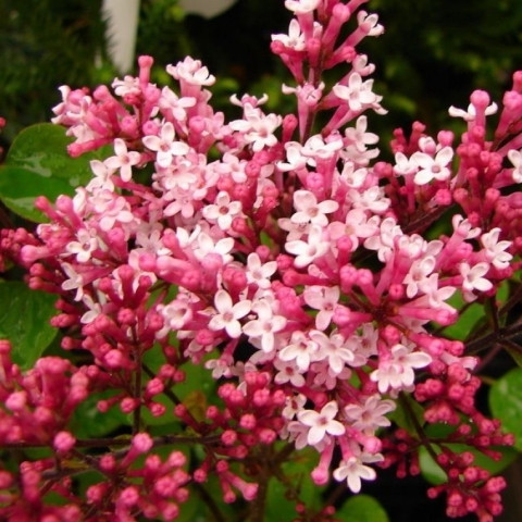 Бузок Ред Піксі (Syringa Red Pixie)