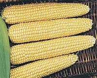 Кукуруза сахарная Мегатон F1 50 семян (Clause)