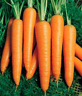 Морковь Вита Лонга / Vita Longa 50 грамм (Bejo Zaden)