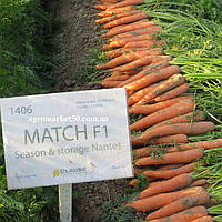 Морковь Матч F1 25000 семян (Clause)
