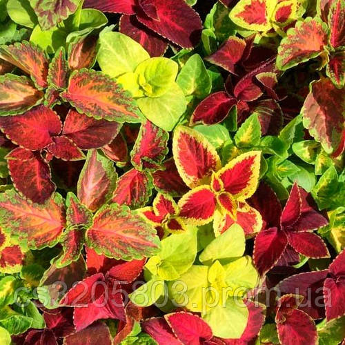 Купить Колеус Визард смесь 100 семян, цена 50 ₴ — Prom.ua (ID#1006386330)