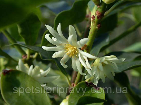 бадъян, star anis