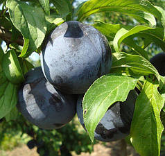 Саджанці диплоїдної сливи (аличі) сорт Блек Амбер, підщепа алича