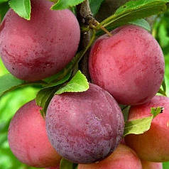 Саджанці диплоїдної сливи Данді Блу