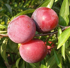 Саджанці диплоїдної сливи Рубі Кранч