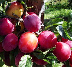 Саджанці диплоїдної сливи (аличі) сорт Старкінг Делішес,  підщепа алича