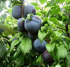 Саджанці диплоїдної сливи (аличі) сорт Анжеліно, підіймання алича