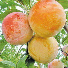 Саджанці диплоїдної сливи (аличі) сорт Байрон Голд, підщепа алича